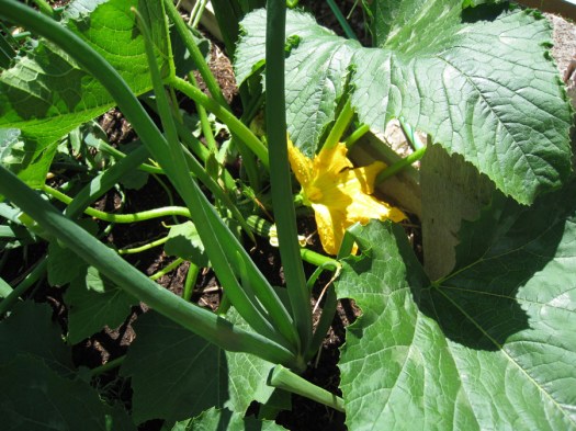 Garden_20100724_06ps