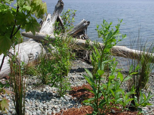 Changing water levels in Lake Washington require appropriate plant selection.   As well, plants and habitat features must be firmly anchored in the substrate to avoid loss.